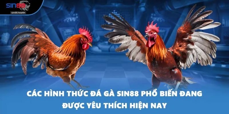 Các hình thức đá gà SIN88 phổ biến đang được yêu thích hiện nay