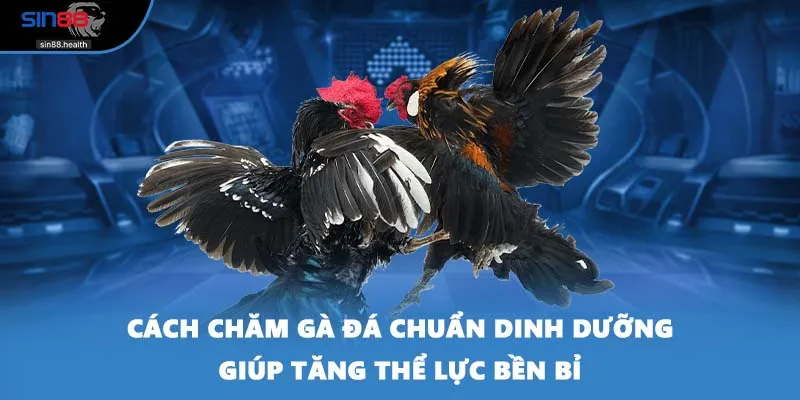 Cách chăm gà đá chuẩn dinh dưỡng giúp tăng thể lực bền bỉ