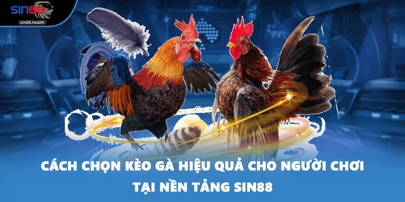 Cách Chọn Kèo Gà Hiệu Quả Cho Người Chơi Tại Nền Tảng SIN88