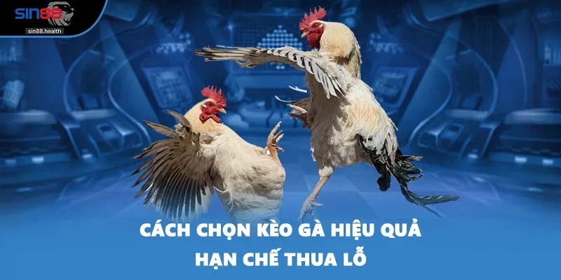 Cách chọn kèo gà hiệu quả hạn chế thua lỗ