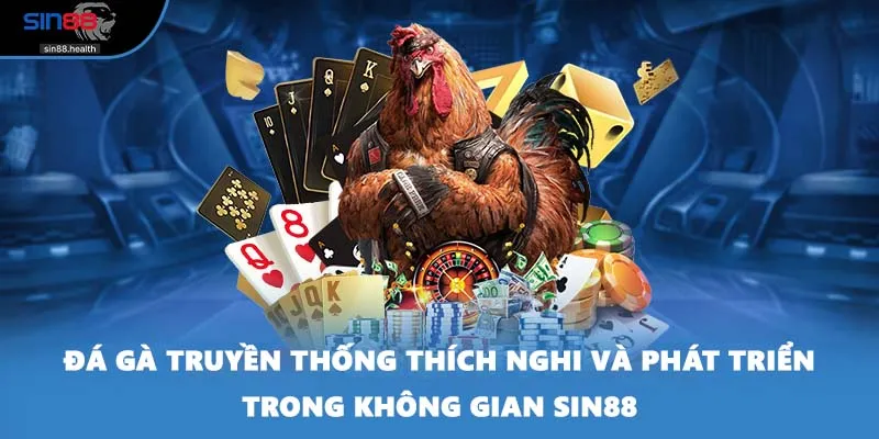 Đá gà truyền thống thích nghi và phát triển trong không gian SIN88