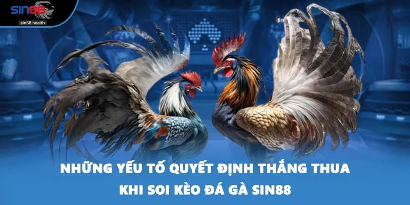 Những yếu tố quyết định thắng thua khi soi kèo đá gà SIN88